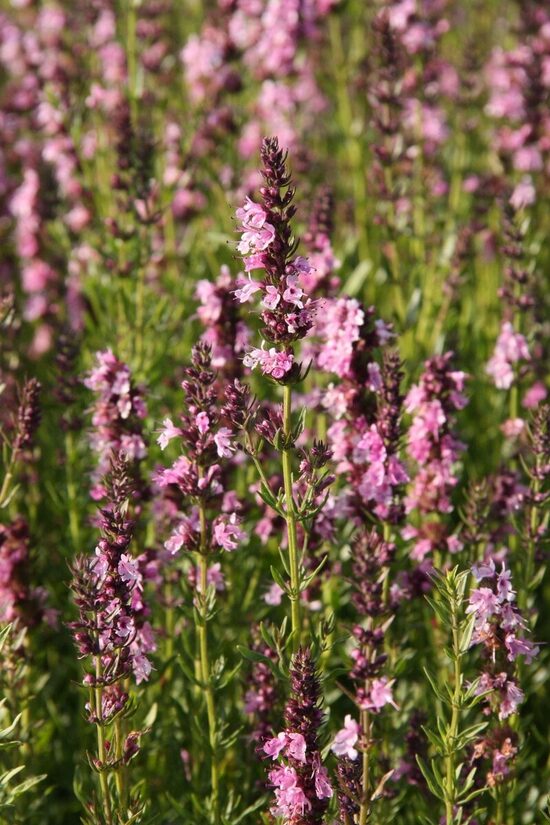 Juozažolė vaistinė (Hyssopus officinalis) 'Roseus'
