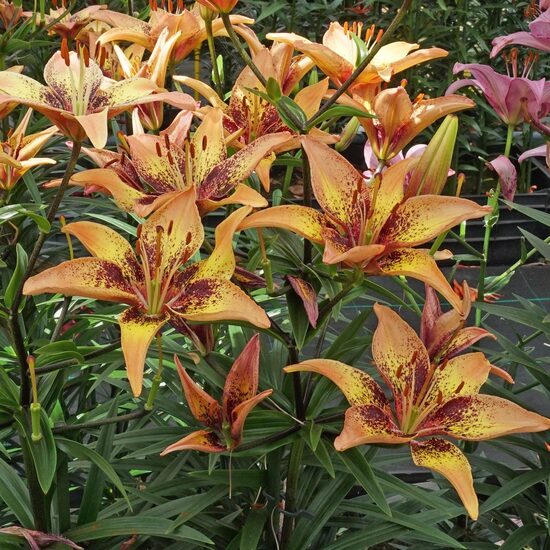 Lelija (Lilium) 'Tribal Dance'