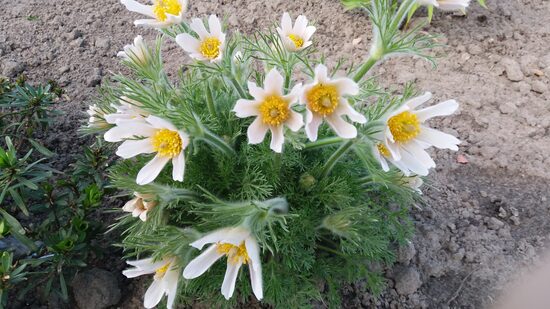 Šilagėlė (Pulsatilla)