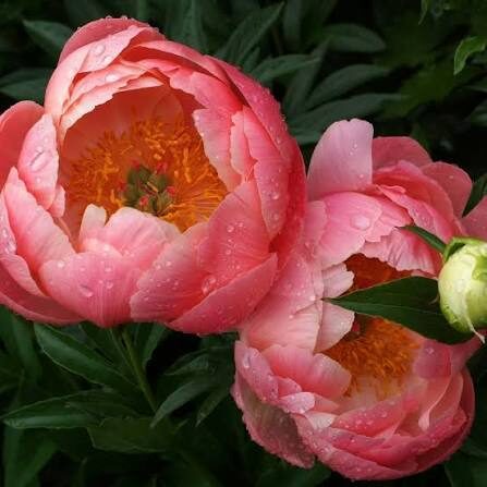 Bijūnas (Paeonia) 'Coral Charm'