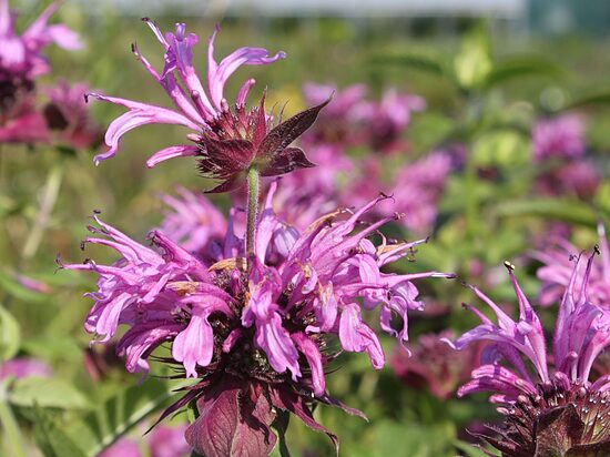 Monarda (Monarda) 'Aquarius'