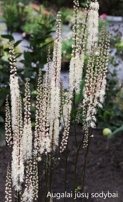 Blakėžudė širdžialapė (Cimicifuga cordifolia)