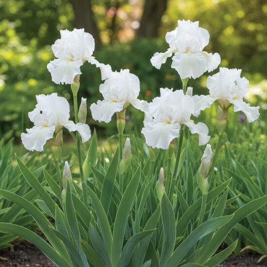 Vilkdalgis (Iris, TB) 'Immortality'