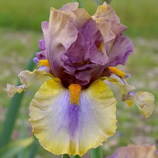 Vilkdalgis (Iris, TB) 'Karibik'