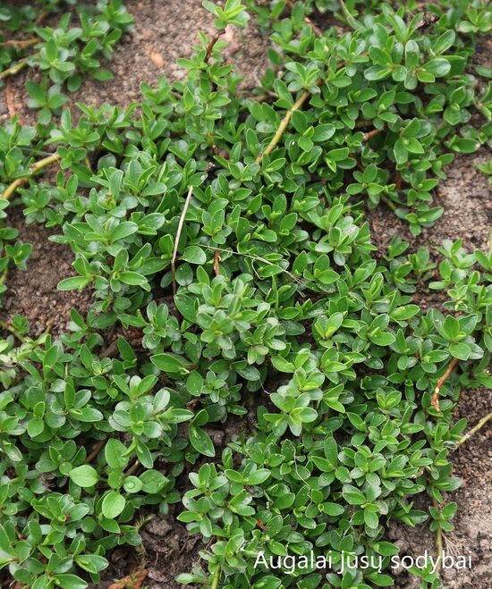 Karklas (Salix simulatrix)