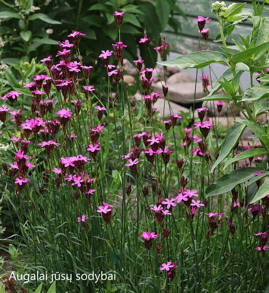 Kartūzinis gvazdikas (Dianthus carthusianorum)