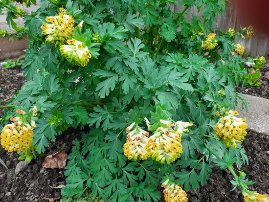 Rūtenis kilnusis (Corydalis nobilis)