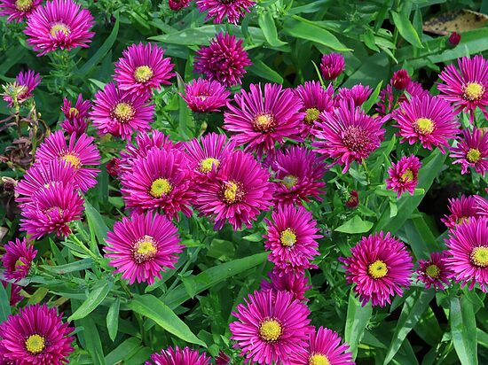 Krūminis astras (Aster dumosus) 'Starlight'