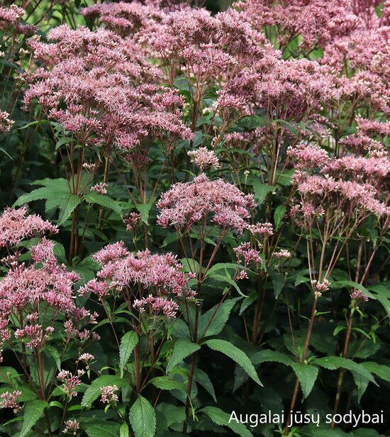 Dėmėtasis kemeras (Eupatorium maculatum) 'Laag'