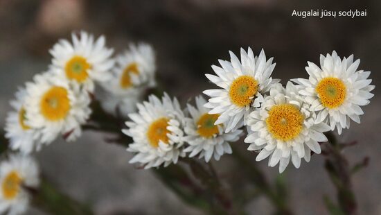 Šlamutis (Helichrysum bellum)