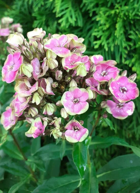 Šluotelinis flioksas (Phlox paniculata) 'Aureole'
