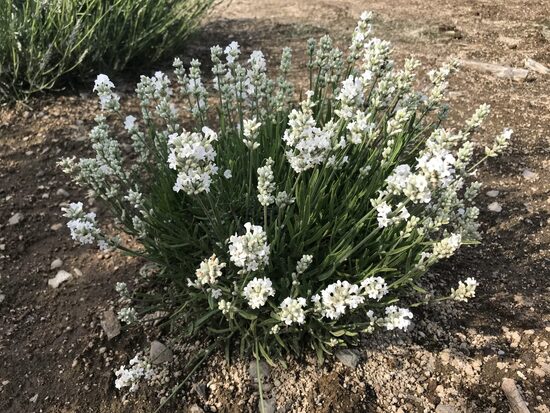 Levanda tikroji (Lavandula angustifolia) 'Nana Alba'