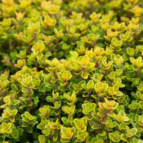 Citrininis čiobrelis (Thymus citriodorus) 'Aureus'