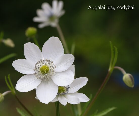 Plukė (Anemone leveillei)