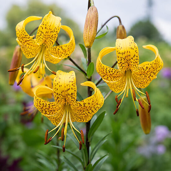 Lelija (Lillium leichtlinii)