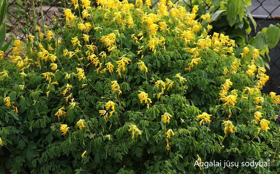 Rūtenis geltonasis (Corydalis lutea)