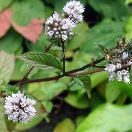 Ledinė mėta (Mentha x piperita 'Glacialis')