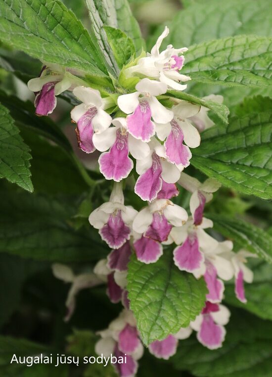 Medumėlė melisalapė (Melittis melissophylum) 'Royal Velvet'