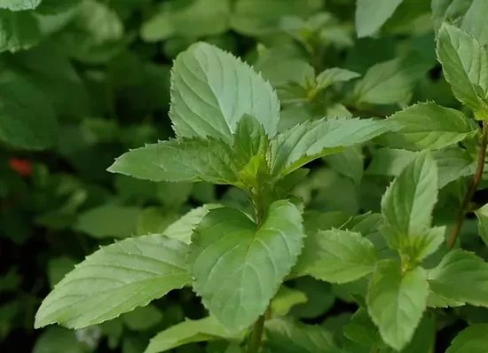 Bergamotinė mėta (Mentha x piperita f. citrata 'Bergamot')