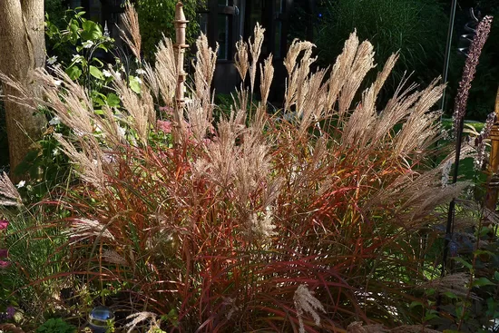 Kininis miskantas (Miscanthus sinensis) 'Red Chief'