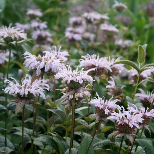 Monarda (Monarda bradburiana JS) 'Mocasin's'