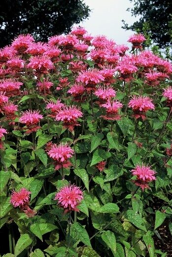 Monarda (Monarda) 'Melissa'