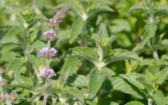 Mėta (Mentha species) 'Hillary's Sweet Lemon'