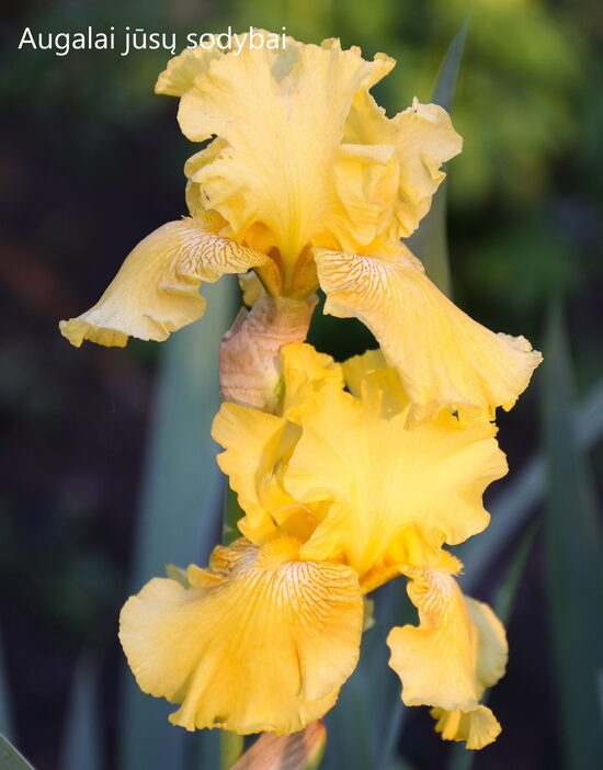 Vilkdalgis (Iris, TB) 'Spirit of Memphis'