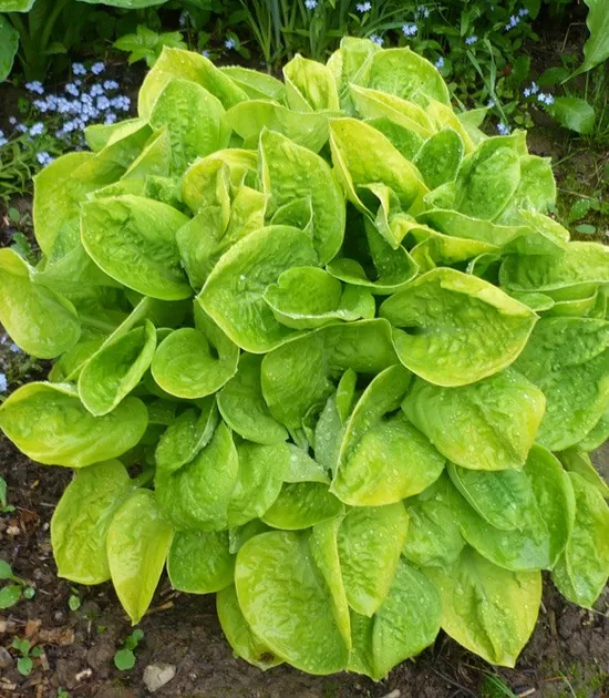 Melsvė (Hosta) 'Eye Catcher'