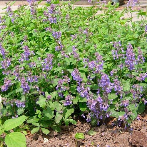 Kekinė katžolė (Nepeta racemosa) 'Grog'