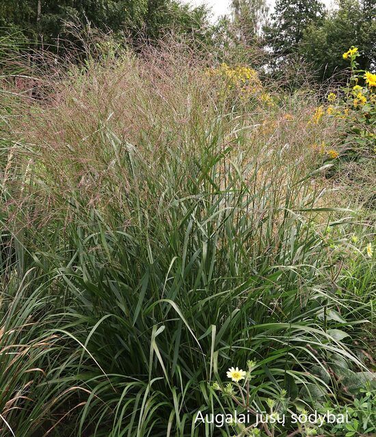 Rykštėtoji sora  (Panicum virgatum) nr.26