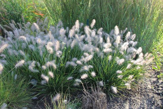 Soruolė pašiaušėlinė (Pennisetum alopecuroides) 'Little Bunny'