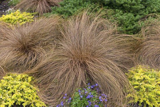 Viksva (Carex comans) 'Bronze Form'