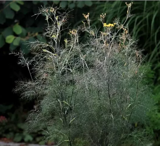 Pankolis (Foeniculum vulgare) 'Giant Bronze'