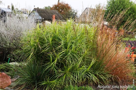 Palminė viksva (Carex muskingumensis) 'Oehme'