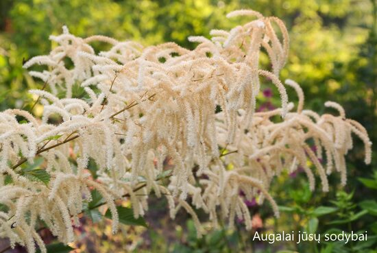 Arunkas (Aruncus dioicus) 'Pearl White'