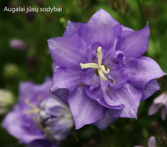 Didžiažiedis katilėlis (Campanula persicifolia) b.p.
