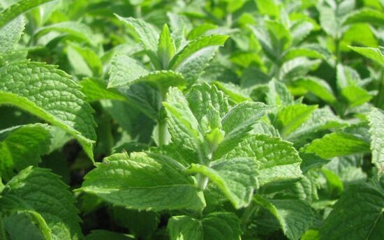 Obuolinė mėta (Mentha suaveolens) 'Bowlies'