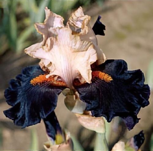 Vilkdalgis (Iris, TB) 'Secret Service'