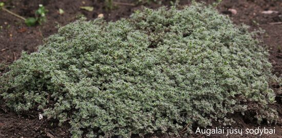 Čiobrelis vilnotasis (Thymus praecox) 'Pseudolanuginosus'