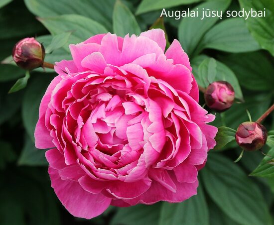 Bijūnas (Paeonia) b.p.