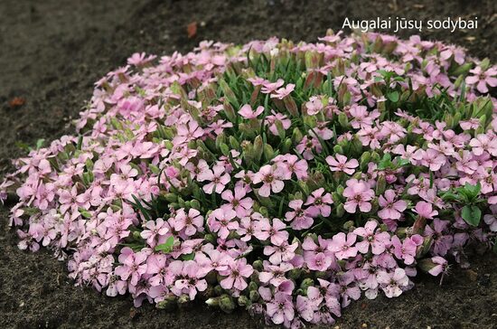Putoklis (Saponaria x olivana)