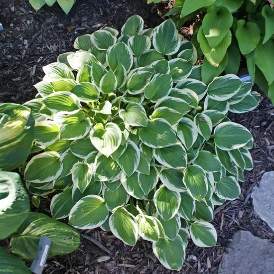 Melsvė (Hosta) 'Thumbelina'