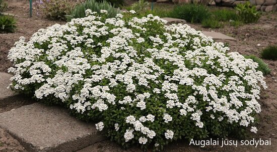 Rūdgrūdėlė visžalė (Iberis sempervirens) 