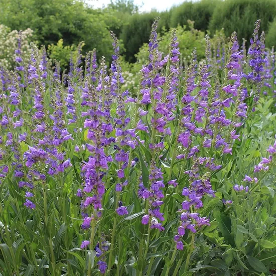Penstemonas kalninis (Penstemon strictus)
