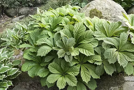 Rodžersija (Rodgersia) 'Die Stolze'