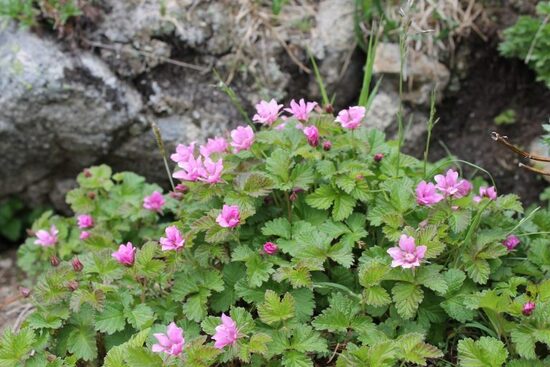 Katuogė šiaurinė (Rubus arcticus)