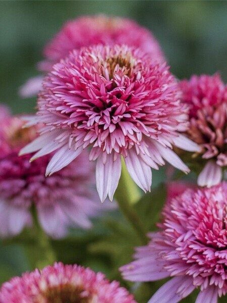 Ežiuolė rausvažiedė (Echinacea purpurea) 'Butterfly Kisses'