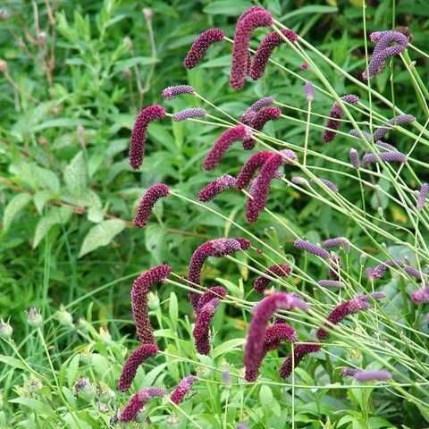 Siauralapė kraujalakė (Sanguisorba tenuifolia) 'Purpurea'