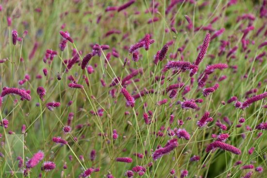 Siauralapė kraujalakė (Sanguisorba tenuifolia) 'Purpurea'